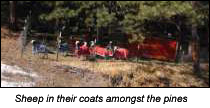 Sheep in their coats amongst the pines