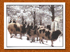 Schafewald Sheep Farm Notecards